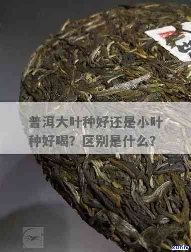 普洱大叶种和小叶种-普洱大叶种和小叶种的区别