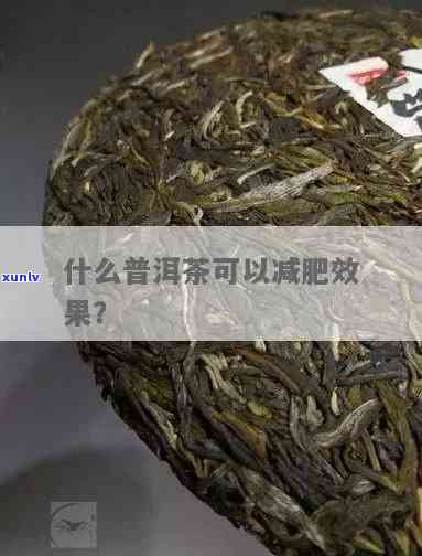 普洱哪种茶减肥效果