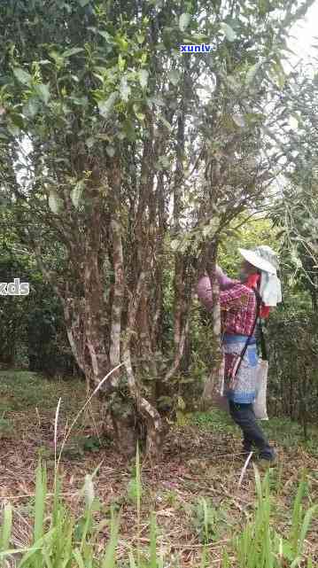 勐海半坡寨古茶厂老班章价格，勐海半坡寨古茶厂老班章价格：探寻稀世珍品的价值