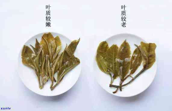 老班章叶底特点 探究老班章普洱茶叶底的特点与鉴别要点