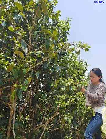 老班章普洱熟茶经典-老班章普洱熟茶口感