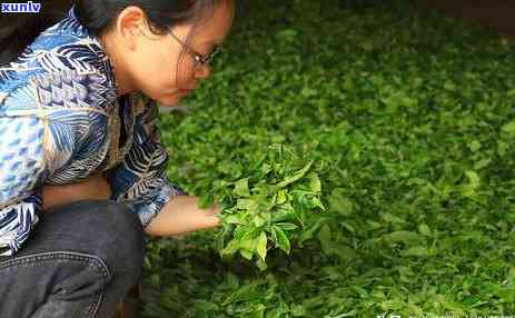 老班章普洱熟茶经典-老班章普洱熟茶口感