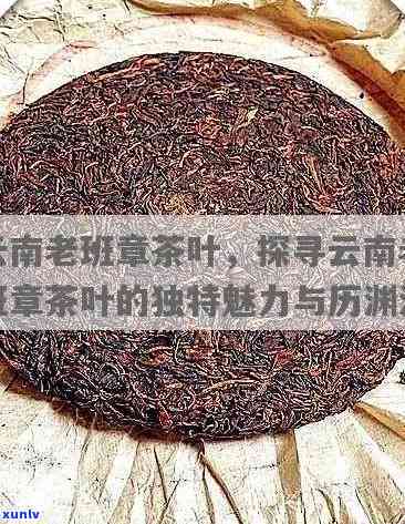 探究老班章熟茶独特风味的特点