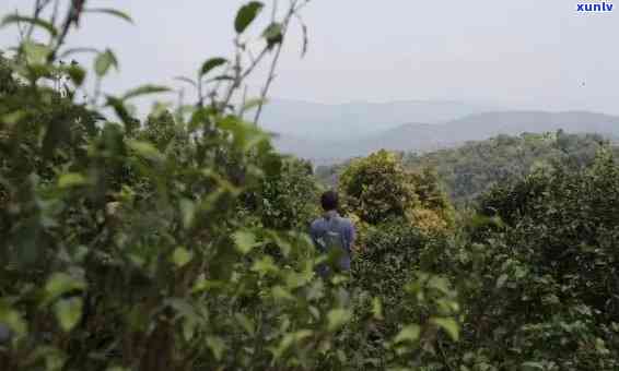 探究老班章普洱茶三爬的独特魅力与珍贵价值