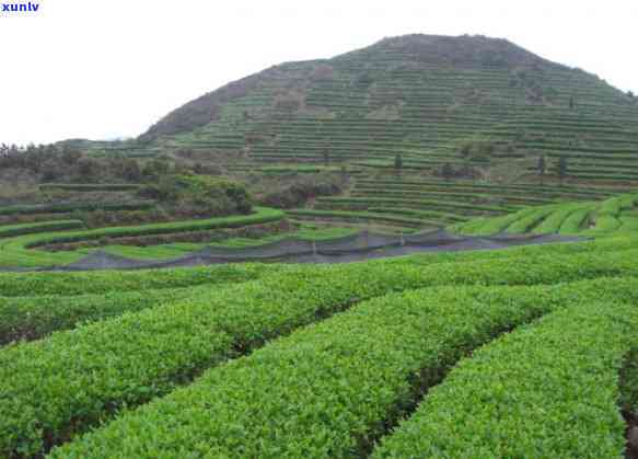 2012老班章普洱茶多少钱一饼 2012年份老班章普洱茶饼价格解析：珍品茶王的成本与市场价值