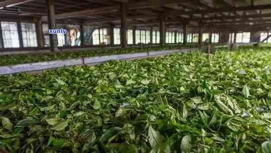 探索老曼峨班章茶厂：品味经典普洱茶的艺术与传承