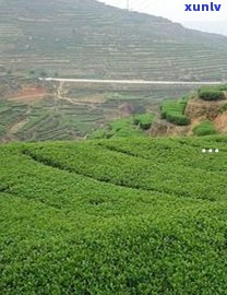 探究老班章普洱生茶的功效与作用：健饮茶的秘诀