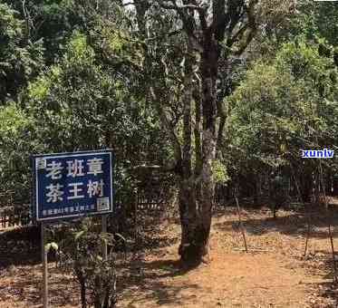 探寻普洱茶顶级产区——老班章茶山地址揭秘