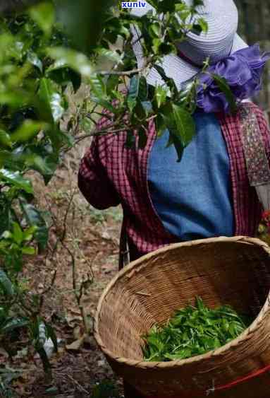 普洱生茶的 *** 工艺是什么：从采摘到成茶的传统流程解析