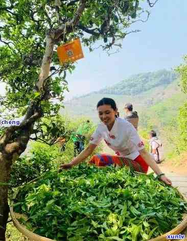 普洱生茶的 *** 工艺是什么：从采摘到成茶的传统流程解析