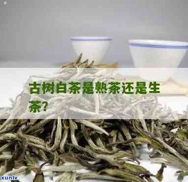 解密白茶：它是生茶还是熟茶？