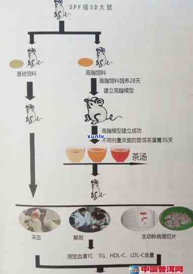 探究生普洱转变为熟普洱的可能性和 *** 