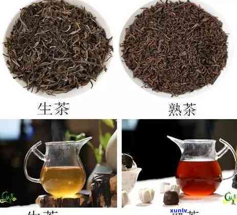 普洱茶收藏生普好还是熟普好：生茶与熟茶的收藏价值对比