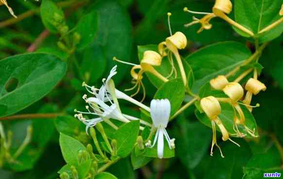 探究碎银子普洱茶是否适宜上火节品饮