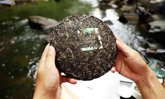 探寻福海老班章古树饼茶：品味千年传承的茶香韵味