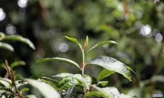 七彩雀华丽舞动，普洱茶香云雾缭绕