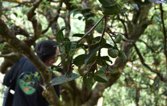 普洱市金典茶业：传承千年茶文化，品味独特古树茶