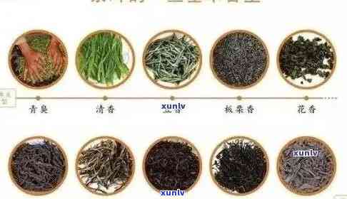 匠人制茶是什么茶：、茶类、茶种及价格档次解析