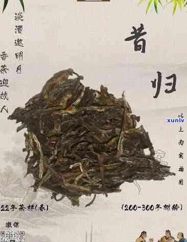 普洱茶昔归：深邃历的口感探寻