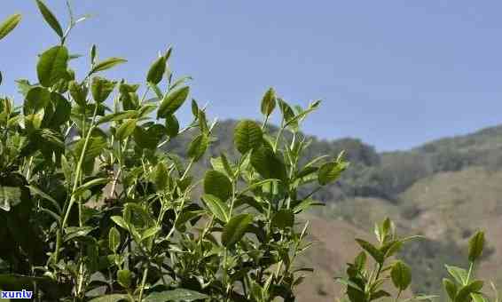 普洱昔归茶是茶山还是茶树品种？