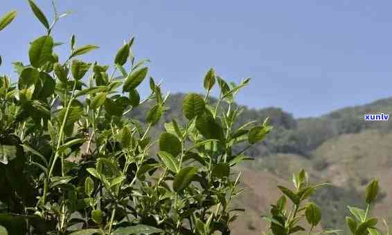 普洱昔归茶是茶山吗-普洱昔归茶是茶山吗还是茶叶