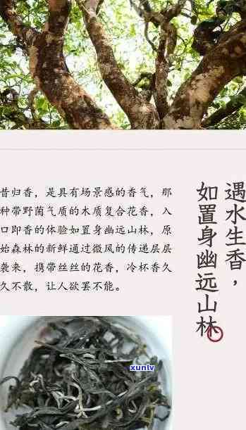 探究昔归古树茶的独特特点