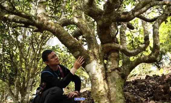 探寻老班章班章：源远流长的茶文化传奇