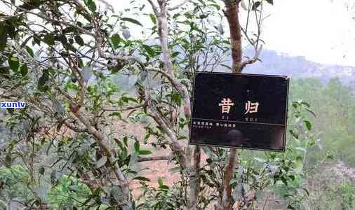 昔归普洱与安化黑茶-昔归普洱与安化黑茶哪个好