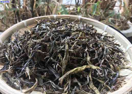 昔归茶在普洱的地位-昔归普洱茶介绍