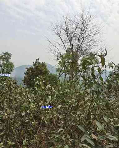 布朗山和昔归茶叶对比：口感差异与特点分析