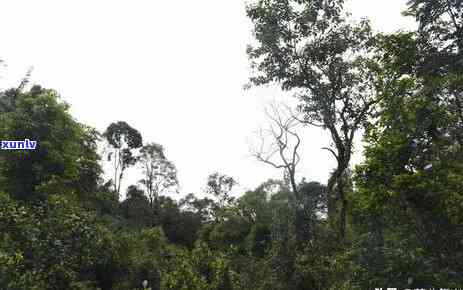 普洱紫鹃茶大概价位-普洱紫鹃茶大概价位是多少