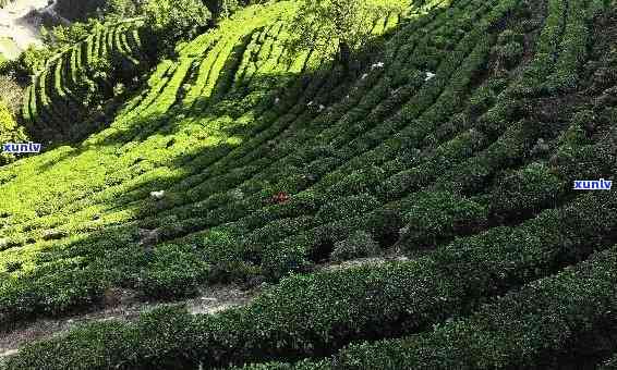 探寻临沧昔归茶厂：制茶工艺与千年茶文化的完美结合