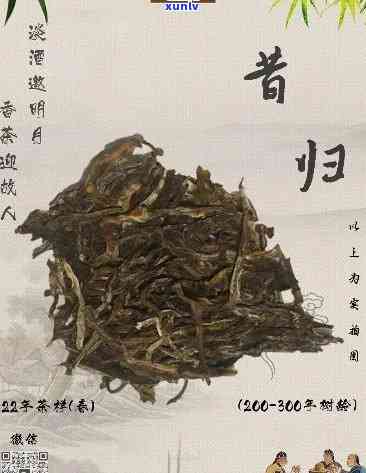 探寻昔归普洱茶的独特魅力：历、工艺与口感-昔归普洱茶介绍