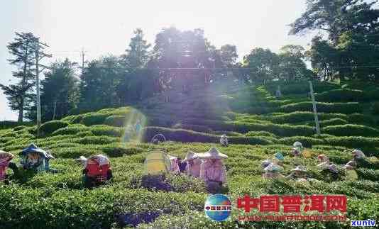 探寻普洱彩虹梯：普洱茶香中的趣天堂