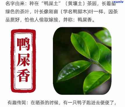 探寻普洱茶中的珍品：鸭屎香的前世今生