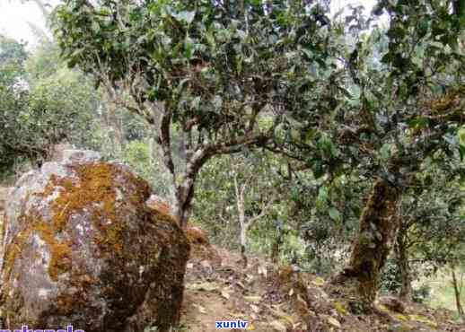 普洱帕沙古树茶口感特色：2020年价格与帕沙古茶山介绍