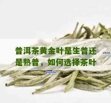 普洱金芽是什么口感？区别于熟茶的金芽普洱茶解析