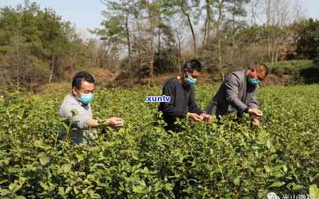 中茶普洱推荐：品味茶香，探寻岁月的记忆