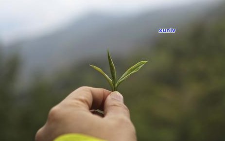 普洱茶中的学费茶——可步，品质与教育的完美结合