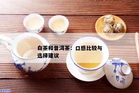 普洱茶与白茶大比拼：究竟哪一种更值得品尝？