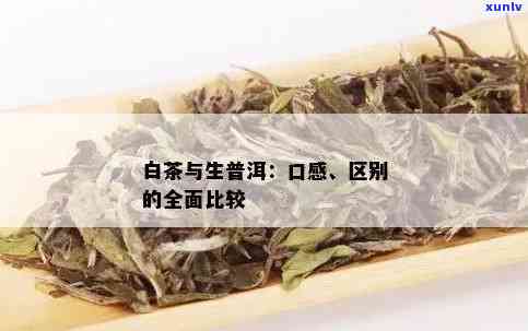 探究普洱生茶与普洱白茶之间的差异