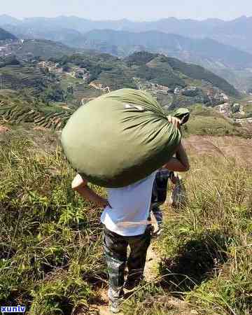 探究普洱西湖龙井铁观音：四大名茶的独特魅力