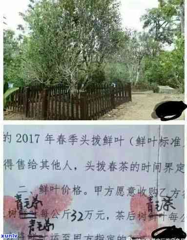 揭秘老班章拼配 *** ：打造独特普洱茶艺术