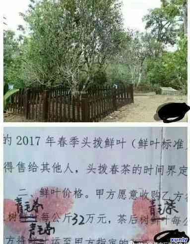 揭秘老班章拼配 *** ：打造独特普洱茶艺术