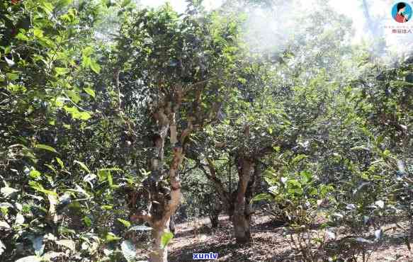 普洱冬气多少度合适种植与品饮