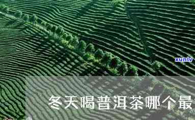 普洱冬气多少度合适种植与品饮