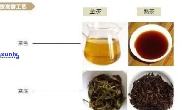 普洱属于全发酵茶吗？解析普洱茶的发酵类型