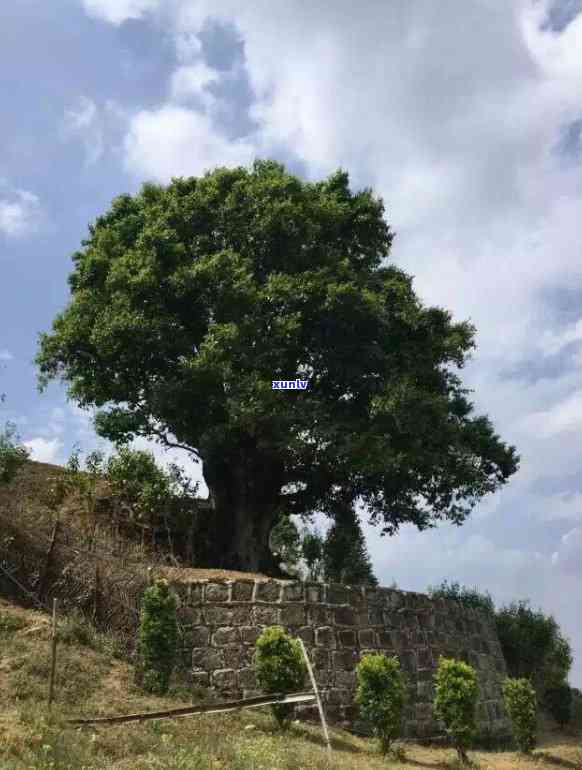 生普要存放多久才可以饮,存放多久,多久才好喝,变成熟普的时间