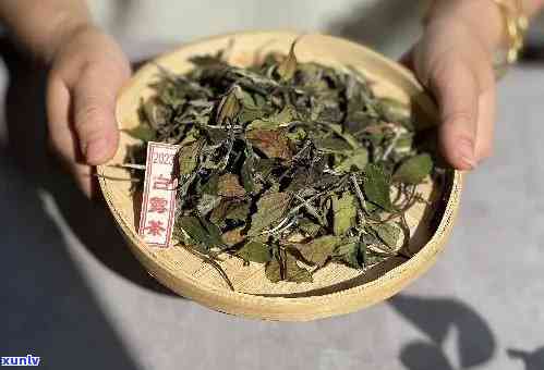 生普和白茶哪个好喝点：药用价值与口感比较