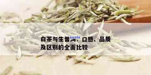 白茶与生普洱茶：究竟哪个更具优势？